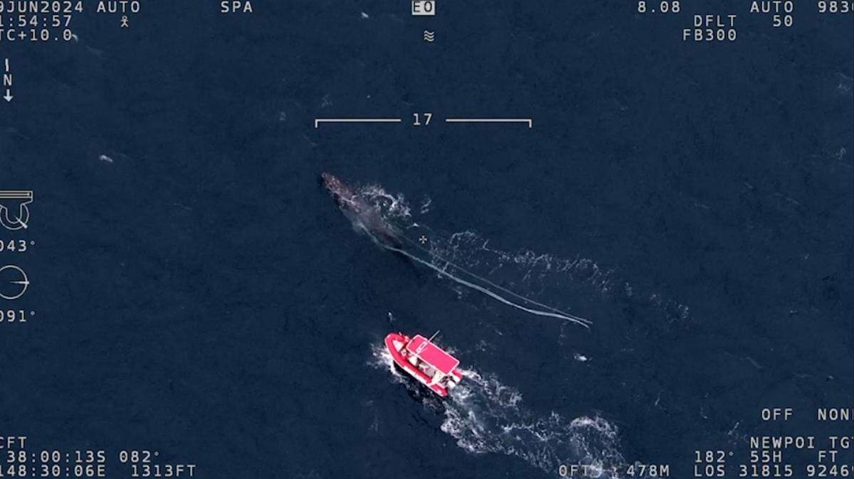 A humpback whale entangled in fishing gear was rescued off the coast of Australia, officials said. It may have dragged the gear “all the way from Antarctica.”
