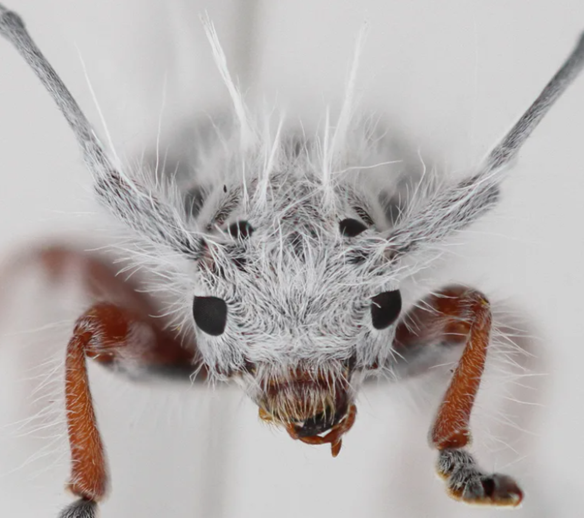 The species, named Excastra albopilosa, was initially mistaken for bird feces, researchers said.