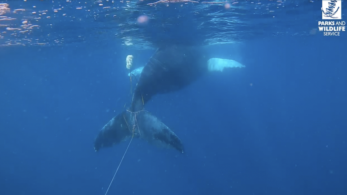 An entangled humpback whale was rescued off the coast of Australia after being spotted by a local fisherman, officials said.