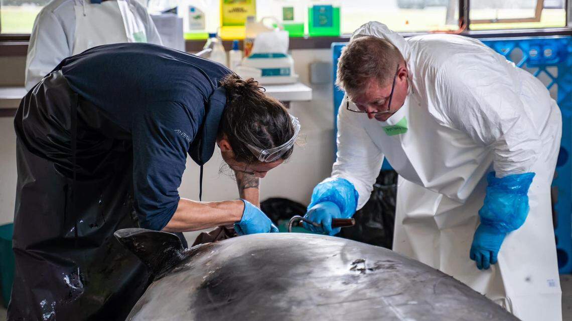 Scientists in New Zealand recently performed the first-ever dissection of a spade-toothed whale. They made a number of discoveries.