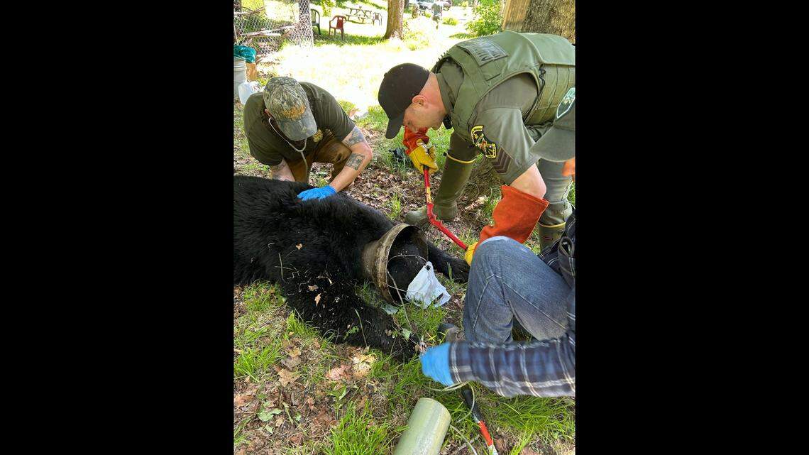 Rescuers in Vermont worked for three weeks to trap a black bear with a metal can stuck around its neck before they were finally able to sedate and free the animal.