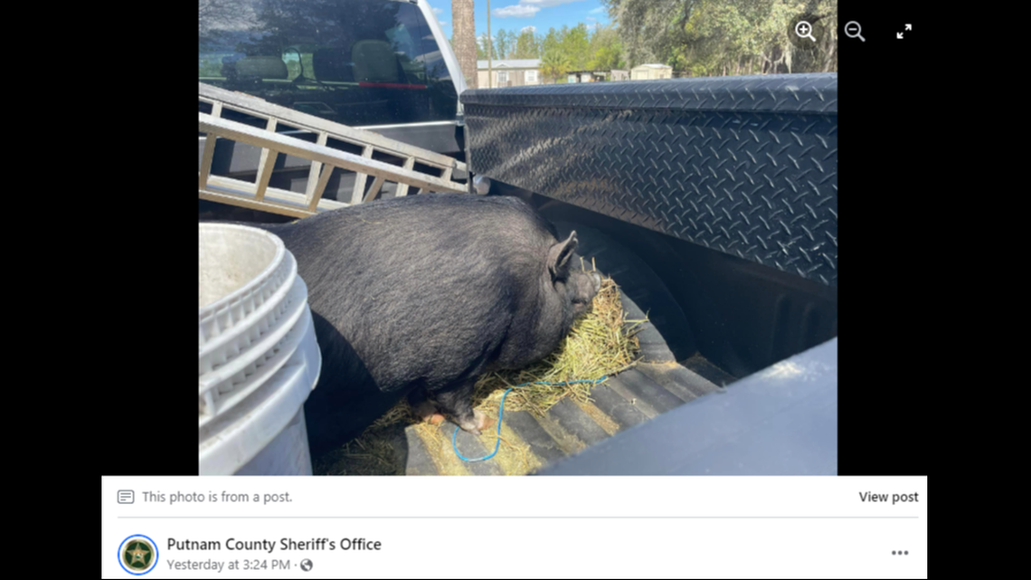 After a slow pursuit, the pig was wrangled into the back of a sheriff’s office truck.