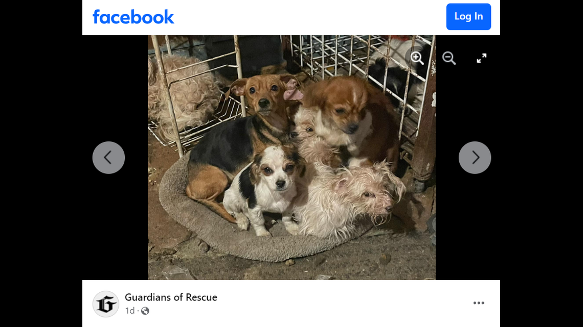 About 50 dogs were found initially at the Georgia residence, the organization said.