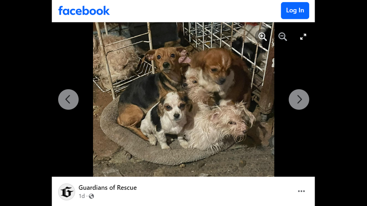 About 50 dogs were found initially at the Georgia residence, the organization said.