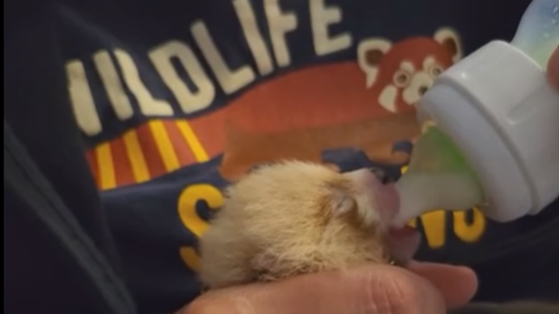 After being abandoned by its mother, the newborn red panda is being bottle fed by zoo staff.