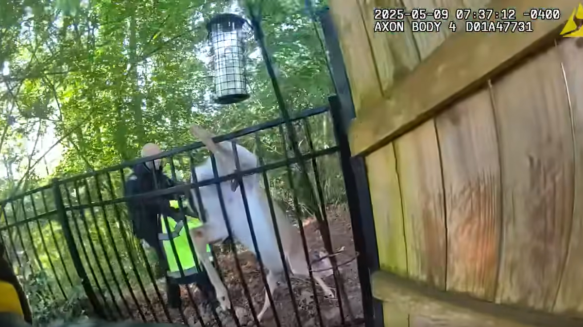A deer with its leg caught in a fence got help from a few Georgia officers — then dashed away, body camera video shows.