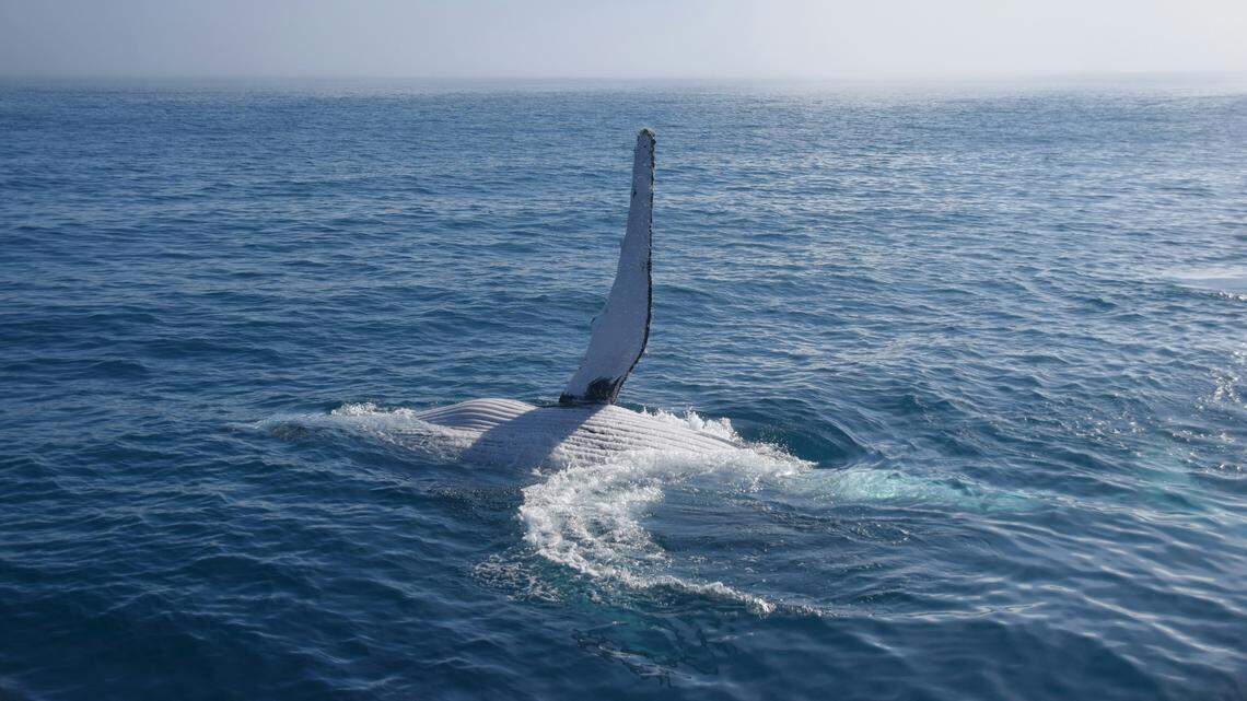 Whale wrapped in 500-foot rope is saved in ‘complex’ rescue | Miami Herald