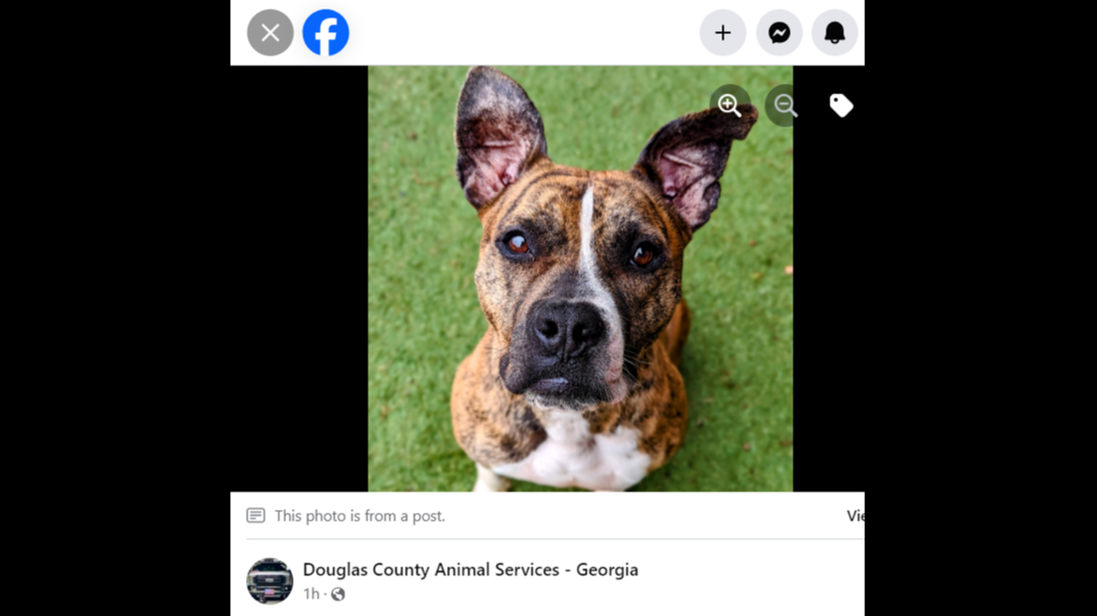 Maui is a “spirited and loving dog,” a Georgia animal shelter said.