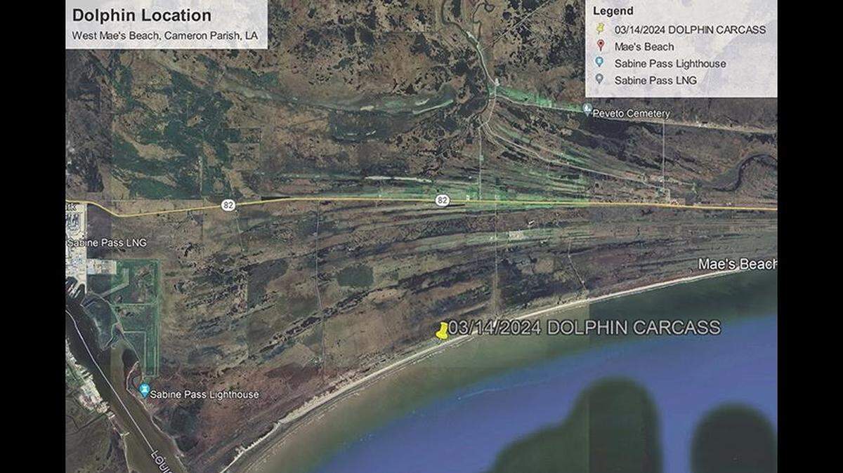 A dolphin washed up on a western Louisiana beach with gunshot wounds, and now authorities are searching for the person responsible.