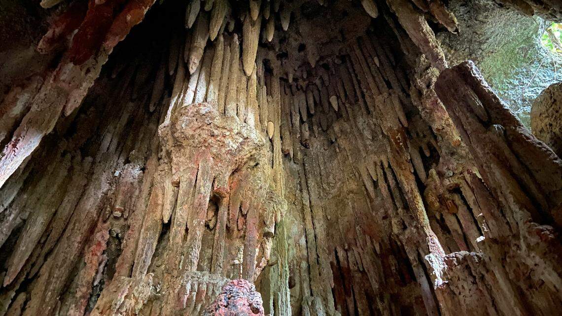 A new species of spider that plays dead was discovered in a Brazilian cave. It was named after a character from “The Lord of the Rings.”
