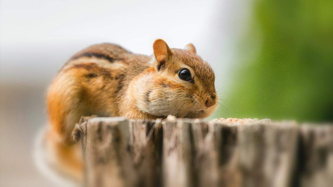 A boy was accidentally shot and killed while hunting chipmunks, authorities said.