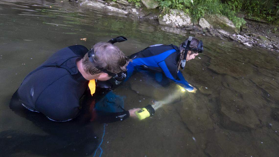 116 endangered and rare giant salamanders known as eastern hellbenders were released into Ohio waterways over the summer, wildlife experts said.