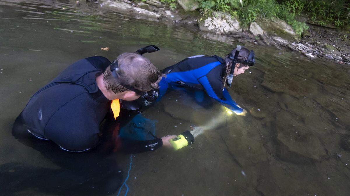 116 endangered and rare giant salamanders known as eastern hellbenders were released into Ohio waterways over the summer, wildlife experts said.
