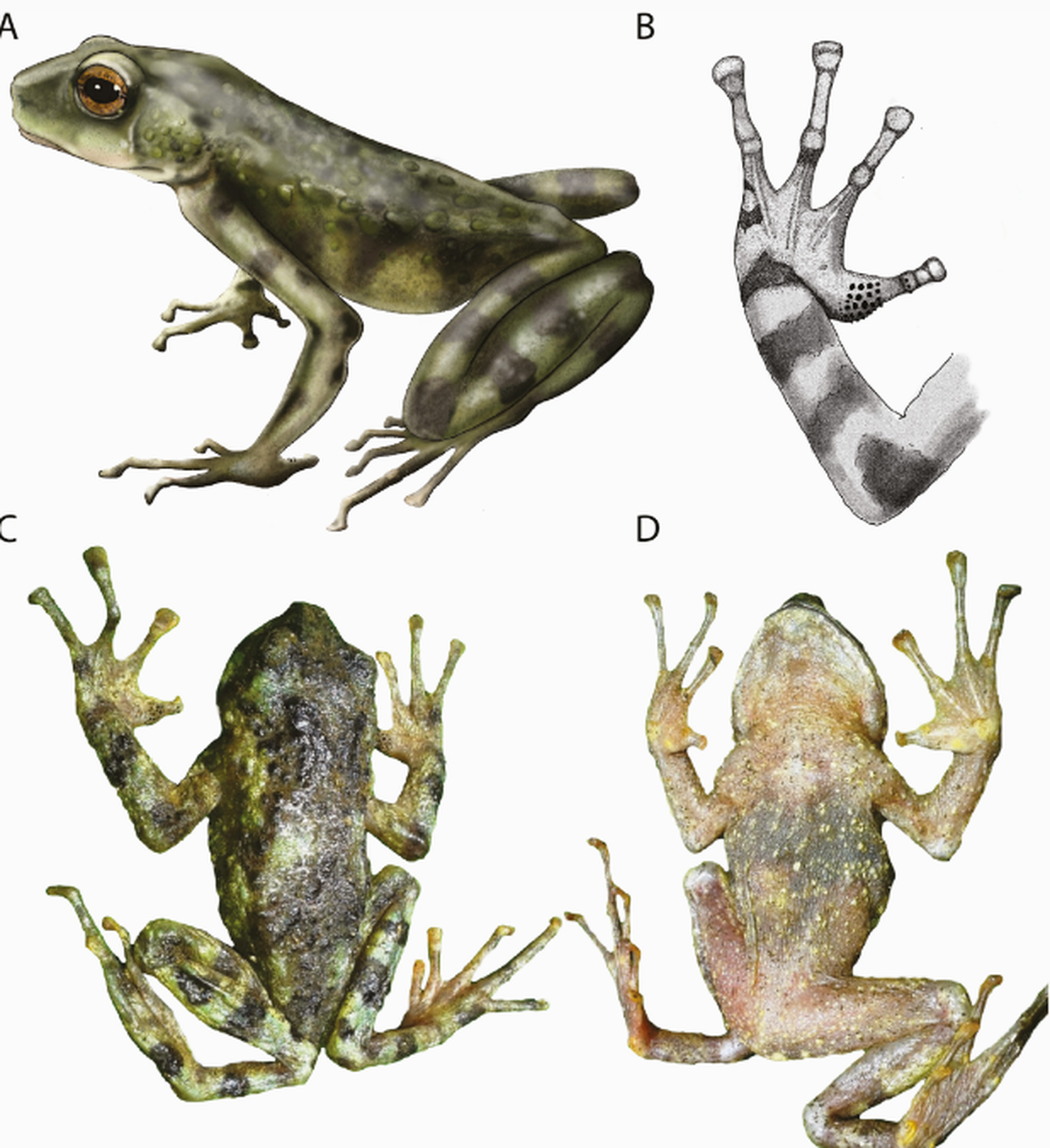 A new species of toad was discovered living atop a volcano in Kenya, researchers said.