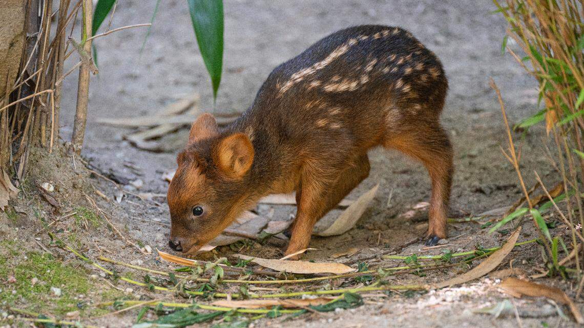 Nearly two months after its birth at the Queens Zoo, the southern pudu fawn makes its debut.