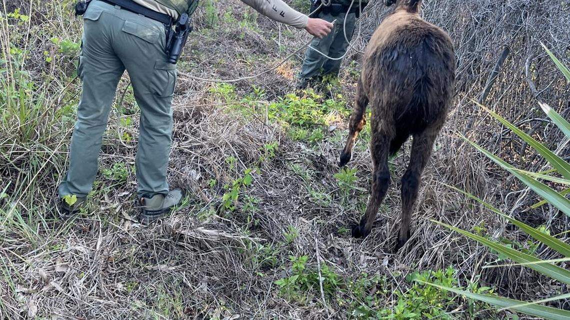 Deputies set out to handle a horse running wild on a busy Florida highway, but discovered a different animal hiding in the bushes.