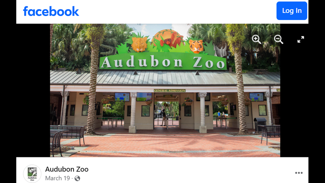 Two screaming hairy armadillo pups were born at the Audubon Zoo in New Orleans in February.