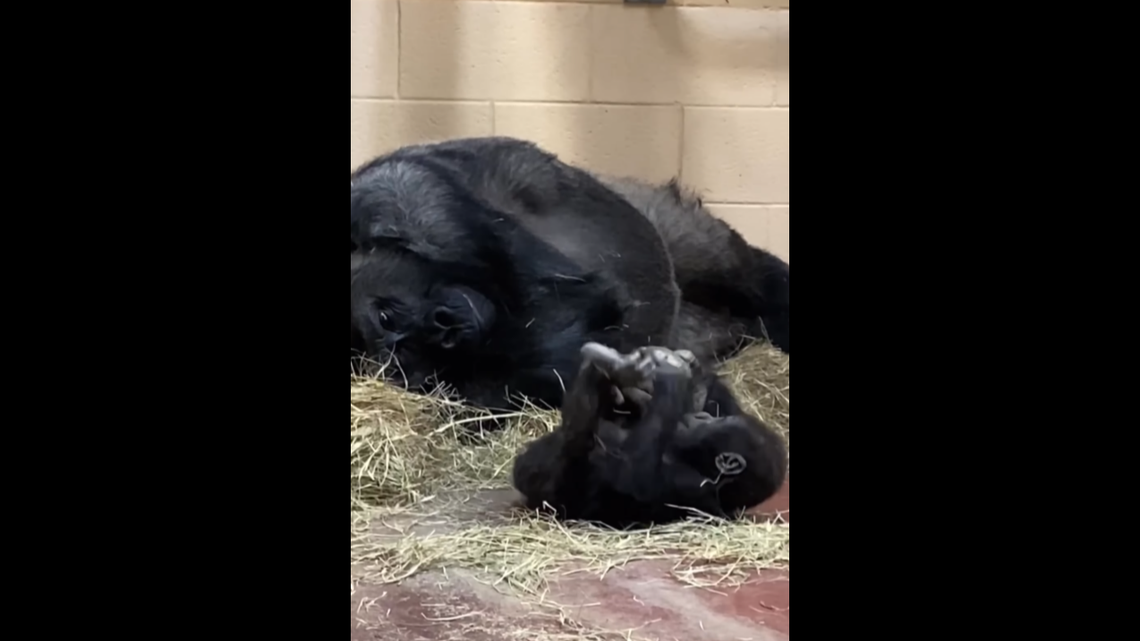 The gorilla’s son, Willie B. III, was born in April 2023, according to the Georgia zoo.