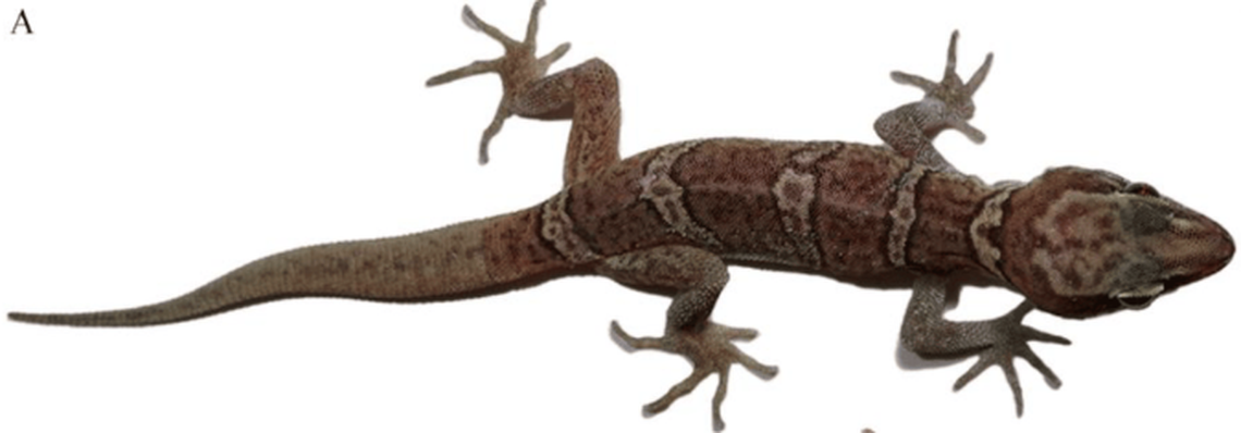 The two-inch long gecko has smooth skin and a round snout.