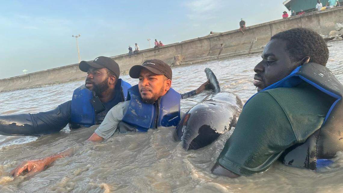 A rare pygmy killer whale was saved by rescuers after becoming stranded in Guyana, photos show.
