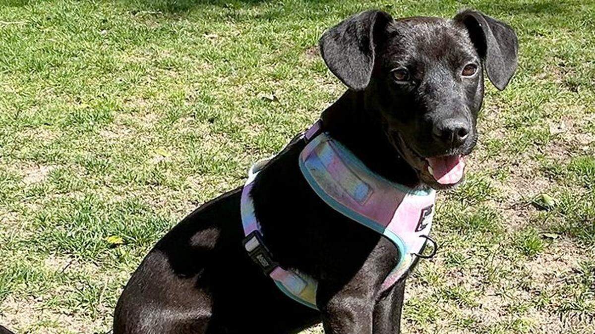 Biscuit is “lucky to be alive” after suffering a gunshot wound in Mississippi, and is now ready for his next chapter in Massachusetts.