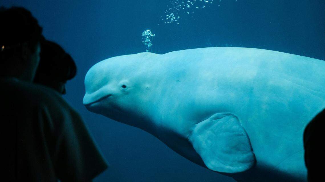 Beluga whales appear to communicate by altering their head shape, according to new research.