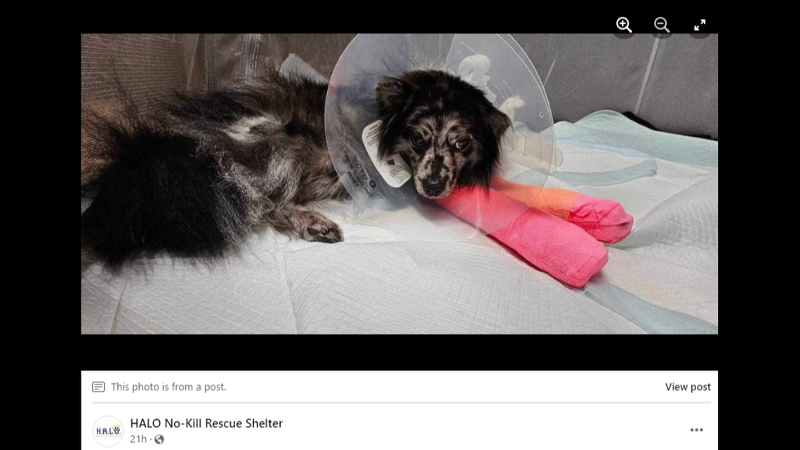 Cody, a 10-month-old miniature Australian shepherd, broke both his front legs when he jumped from the top of a bunk bed, the rescue said.
