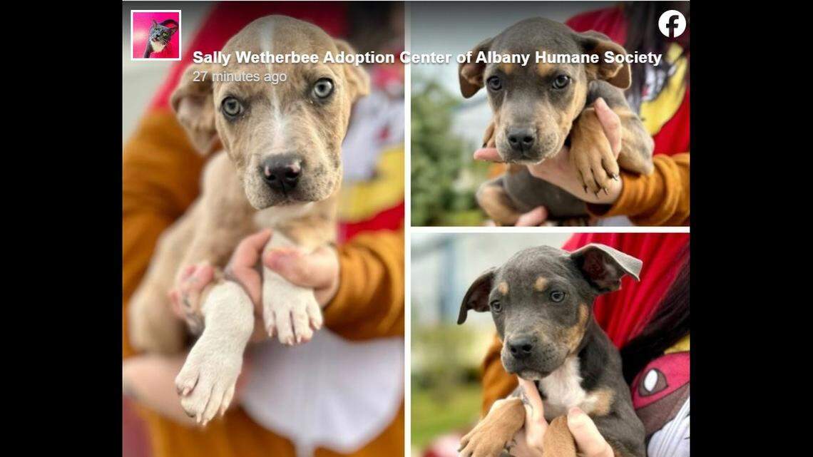 Three puppies were stolen during a break-in at the Albany Humane Society’s adoption center in Georgia, police said.
