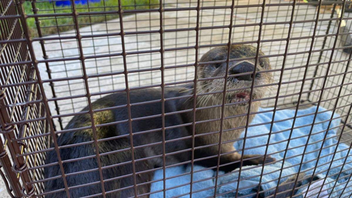 The river otter attacked a man as he was leaving from feeding corn to a group of ducks in Florida, wildlife officials said.