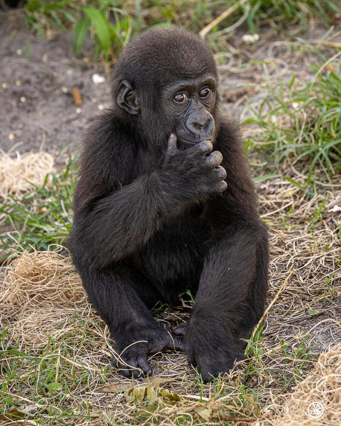 Despite being a healthy, active young gorilla with a devoted care team, Kevin did not survive his infection.