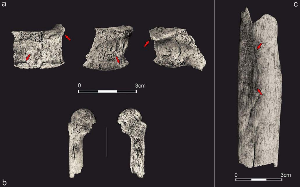 Charred remains of bones found at the site