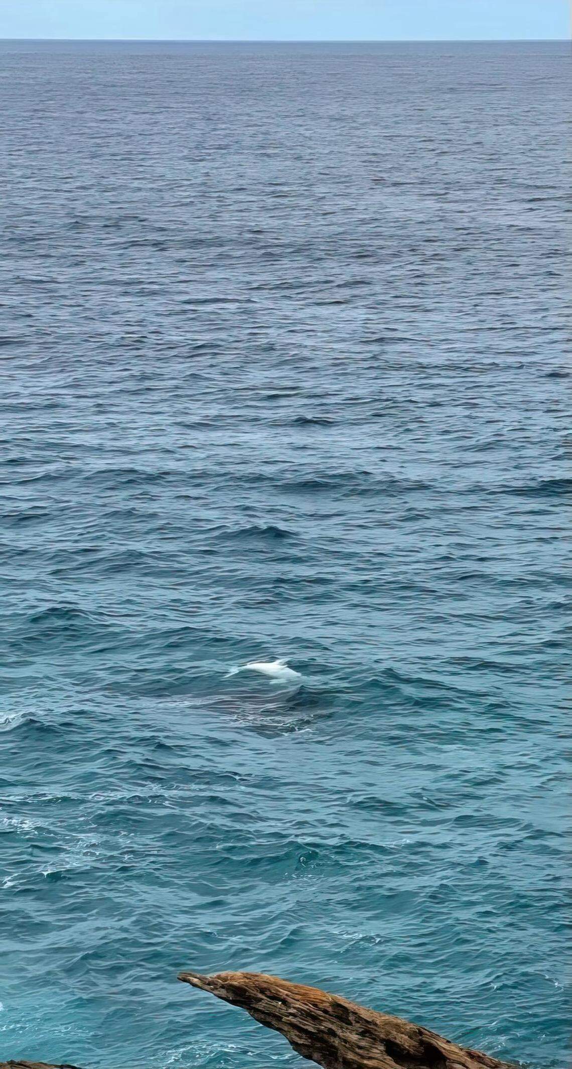 The calf was swimming alongside a larger whale, likely its mother, officials said.