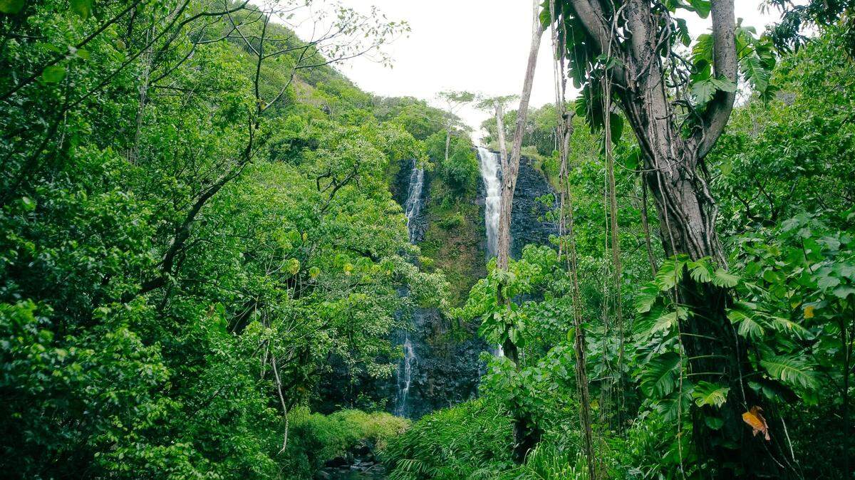 In the rainforest of French Guiana, a new species was hiding in plain sight.