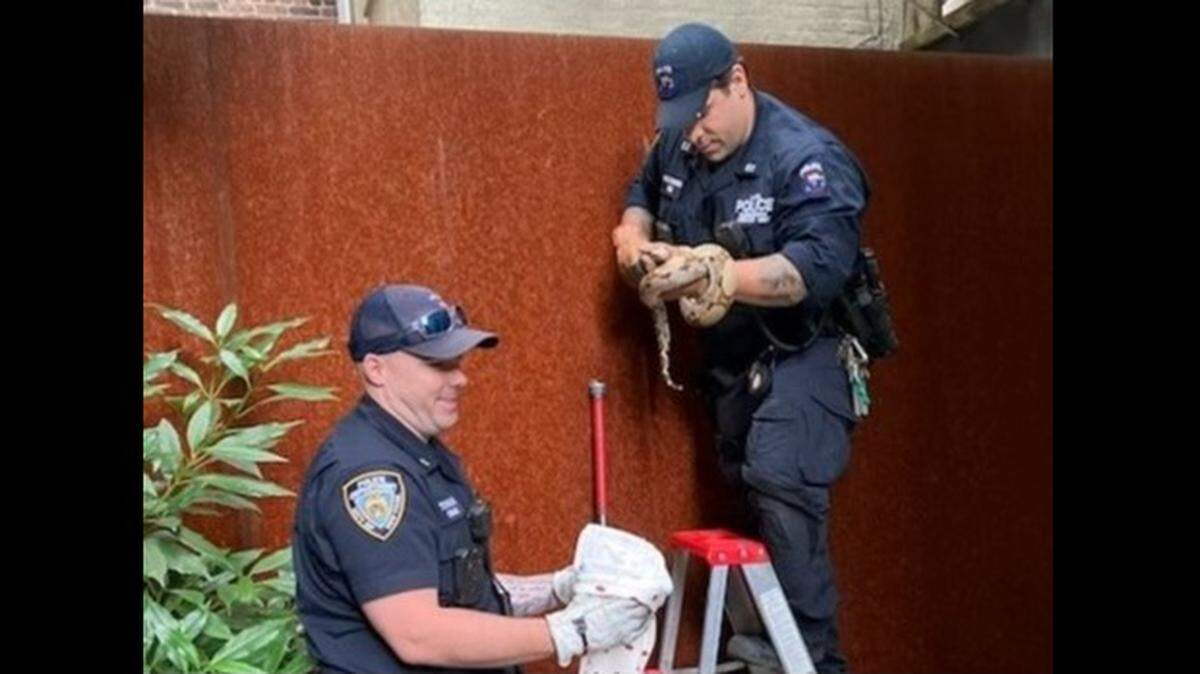 A roughly 5-foot snake was found in a New York City apartment and taken to an animal shelter, police said.
