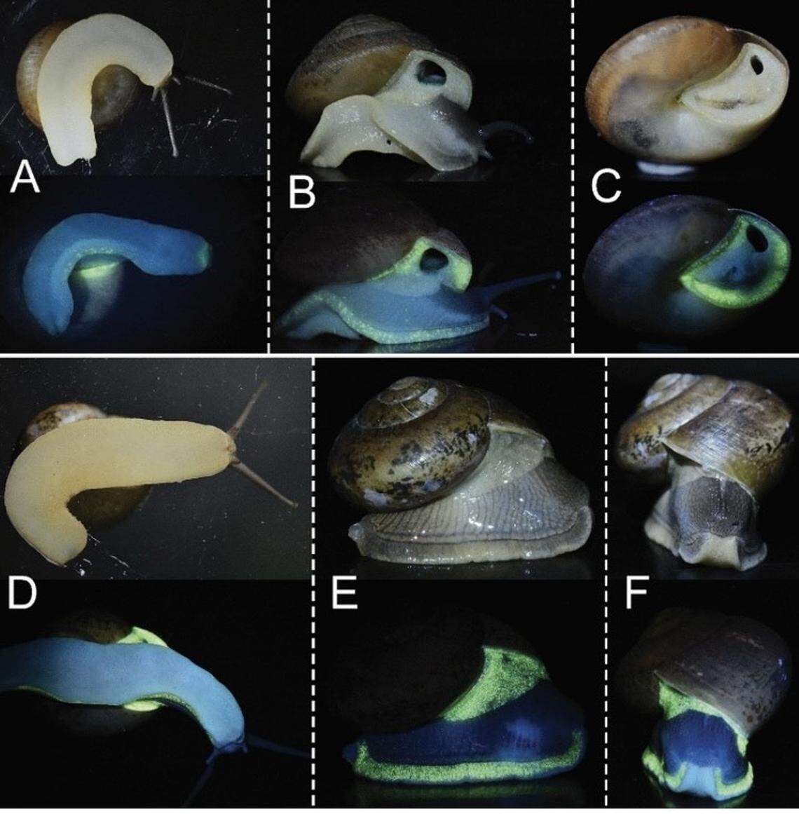 “Biofluorescence of the terrestrial snail genus Phuphania. (A–C) Adults of P. crossei under UV light (365 nm) (above) and under natural light (below). (D–F) Adults of P. globosa under UV illumination (above) and under natural light (below). Images of living snails are not to scale.”