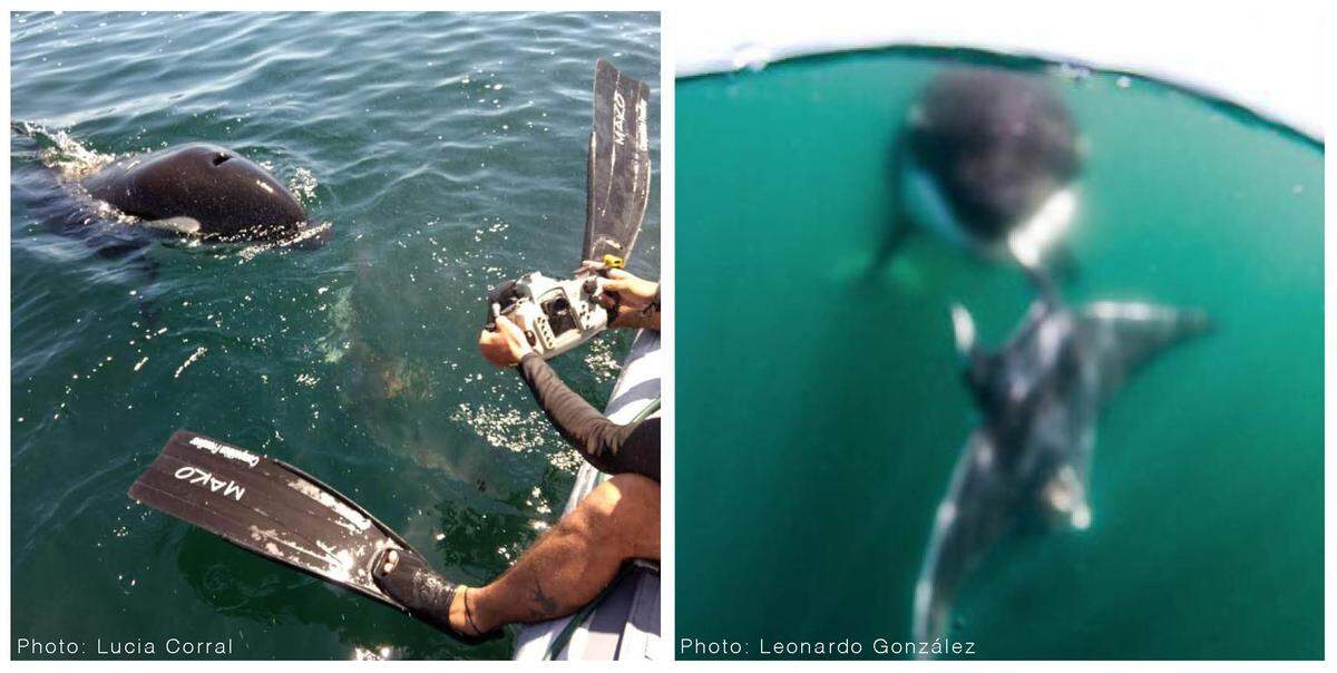 A killer whale seen offering a ray to a researcher onboard a boat in the Pacific Ocean