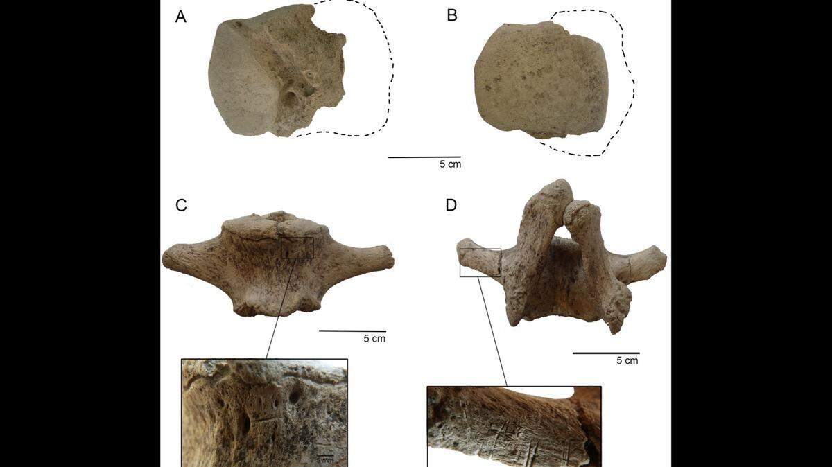 Ancient humans hunted a now-extinct species of elephant 12,000 years ago in Chile, according to a new study.