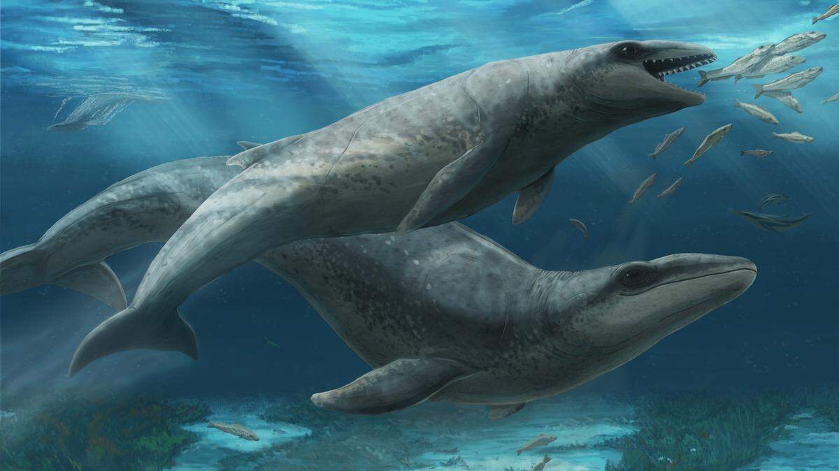 Scientists recently discovered an ancient whale species distinguished by its “very pointy” teeth and large eyes. It roamed the ocean some 26 million years ago.