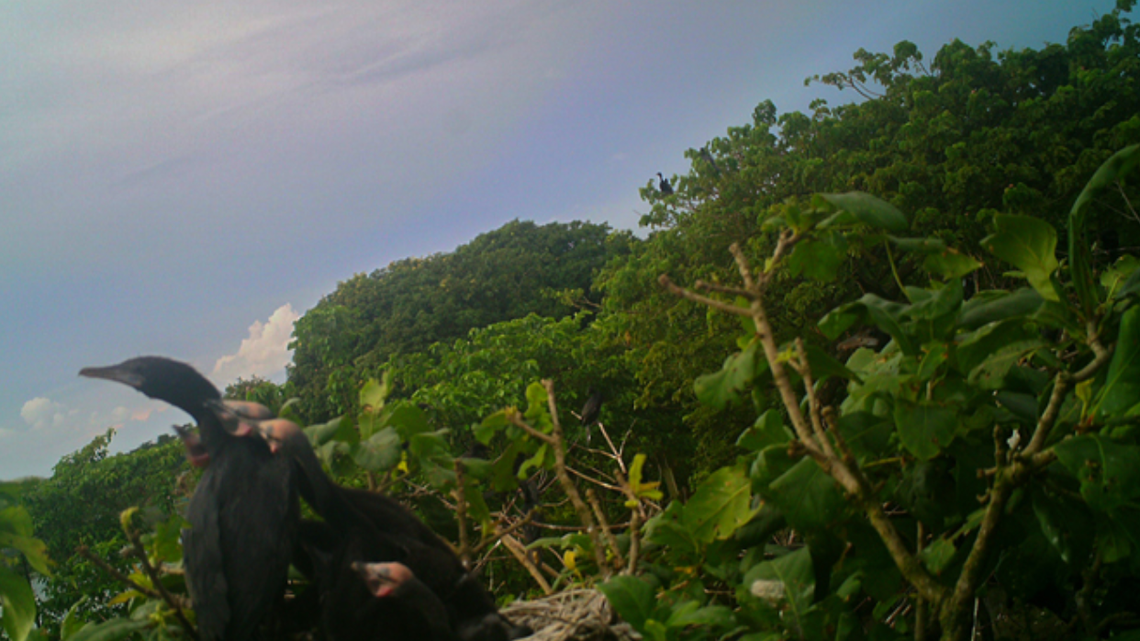 The first known instance of fishing cats hunting in trees has been captured by trail cameras, providing insight into their adaptation strategy, researchers said.