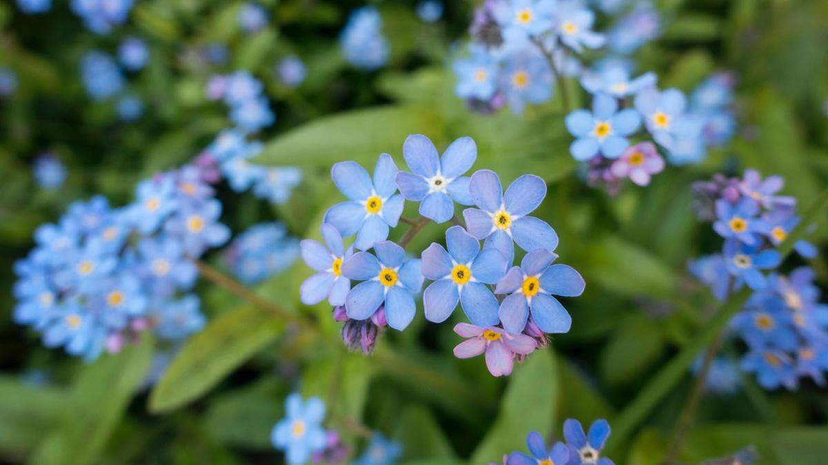 The Center for Biological Diversity said it will sue the U.S. government over failing to act to protect four species of bees, which are vital pollinators of flowers and food crops.