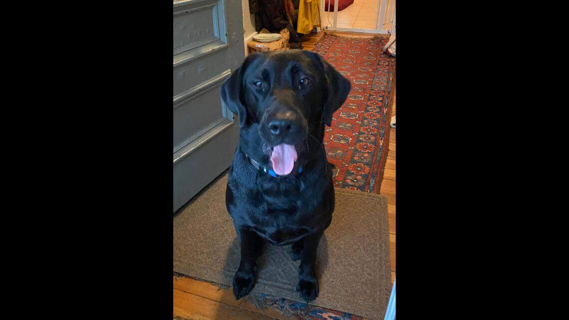 A black Labrador was rescued from a culvert at a cranberry bog Oct. 7 in Carlisle, Massachusetts, police said.