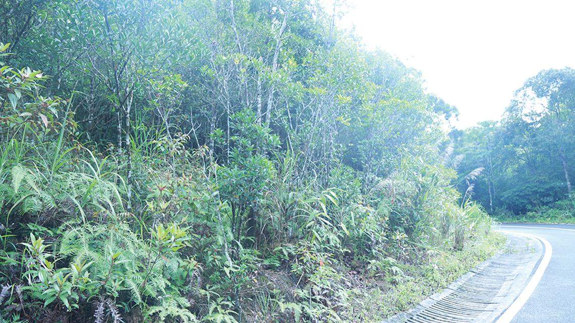 A small, sticky creature hops from bush to bush along a road in China, almost as if it were flying.