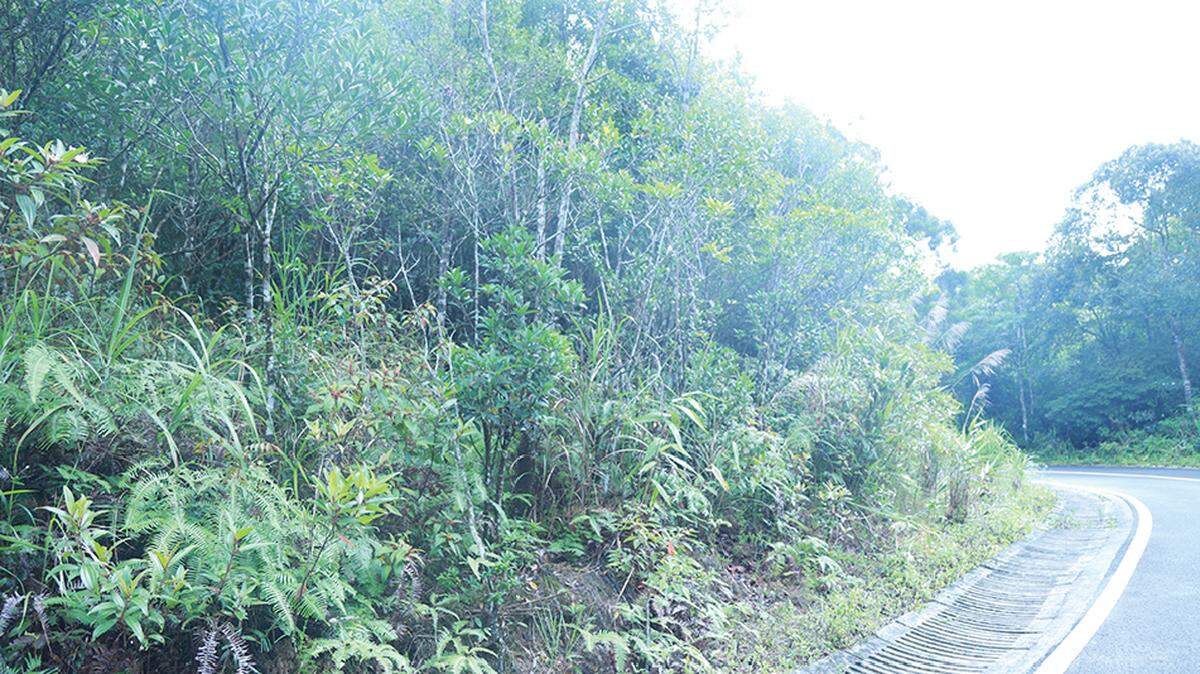 A small, sticky creature hops from bush to bush along a road in China, almost as if it were flying.