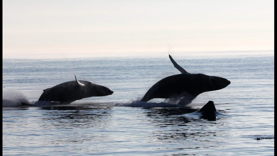 Nielsen said the third whale began to breach as the first two fell back into the water.