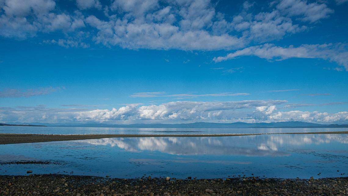 A group of orcas recently surfaced alongside a sailboat during a race off the coast of Canada, video shows.
