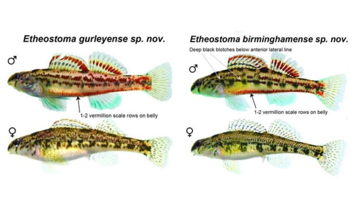Researchers have described two new endangered species of darters, E. gurleyense and E. birminghamense, found in tributaries outside Birmingham, Alabama.
