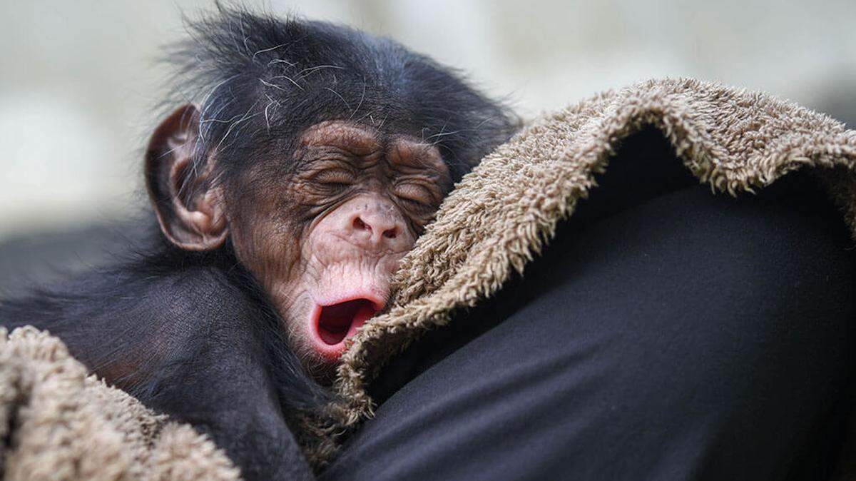 The baby girl chimpanzee was born to mother Rozi on June 10, the zoo says.