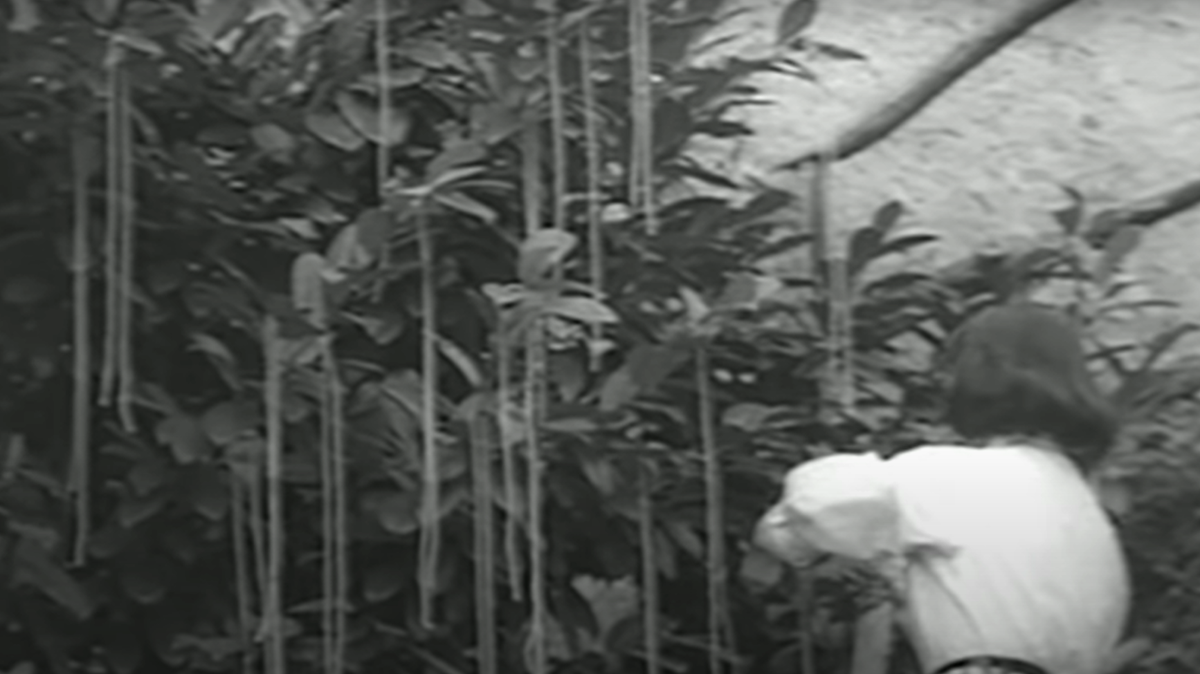 A woman “harvests” spaghetti on the BBC’s April 1, 1957, broadcast.