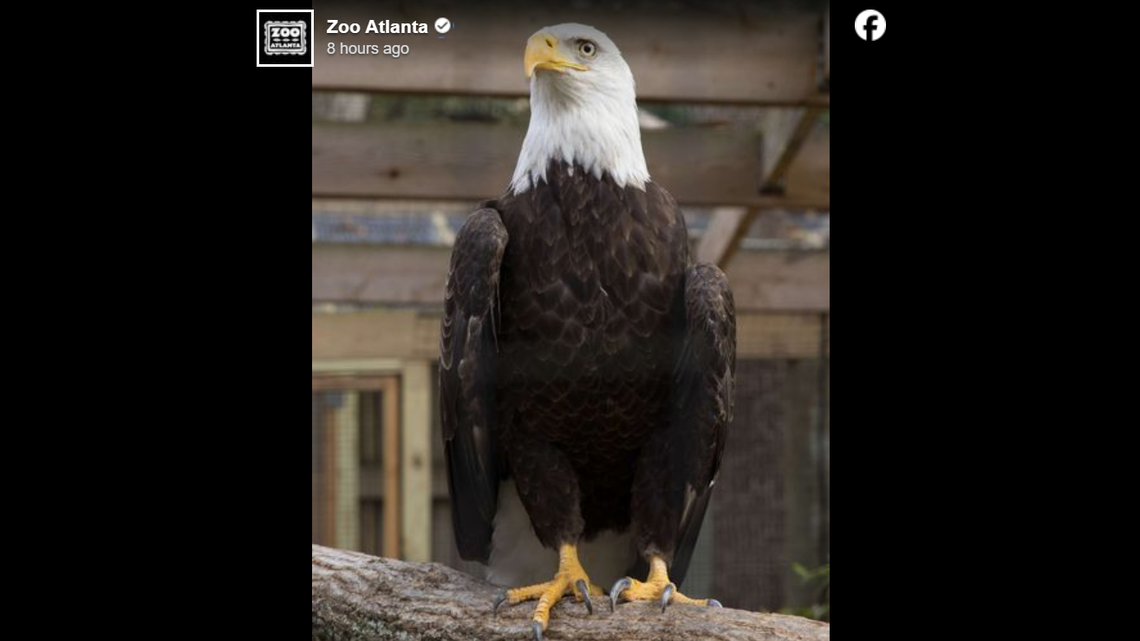 Sequoyah the bald eagle had to be euthanized nine years after he arrived at Zoo Atlanta, the zoo shared Aug. 7.