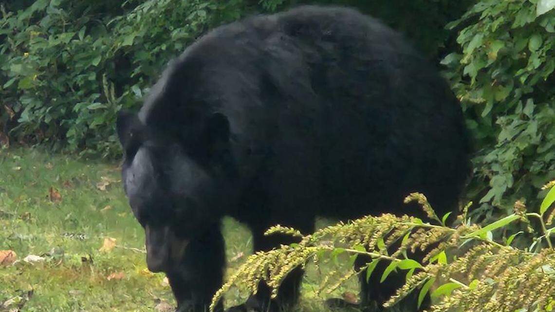 Pumpkin the bear — named for his love of pumpkins and regular presence in a Massachusetts town — will be killed after he broke into a barn and fed on a goat for the second time, police say.